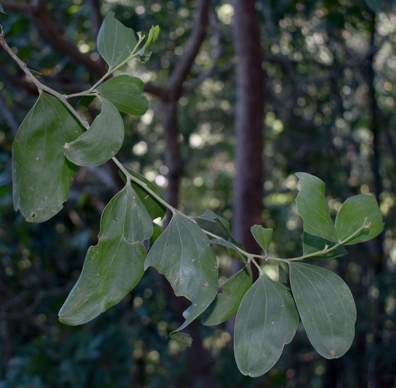 Acacia oraria photo 8