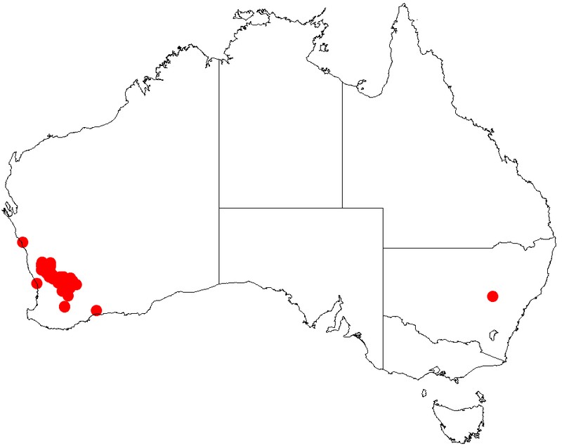 Acacia orbifolia