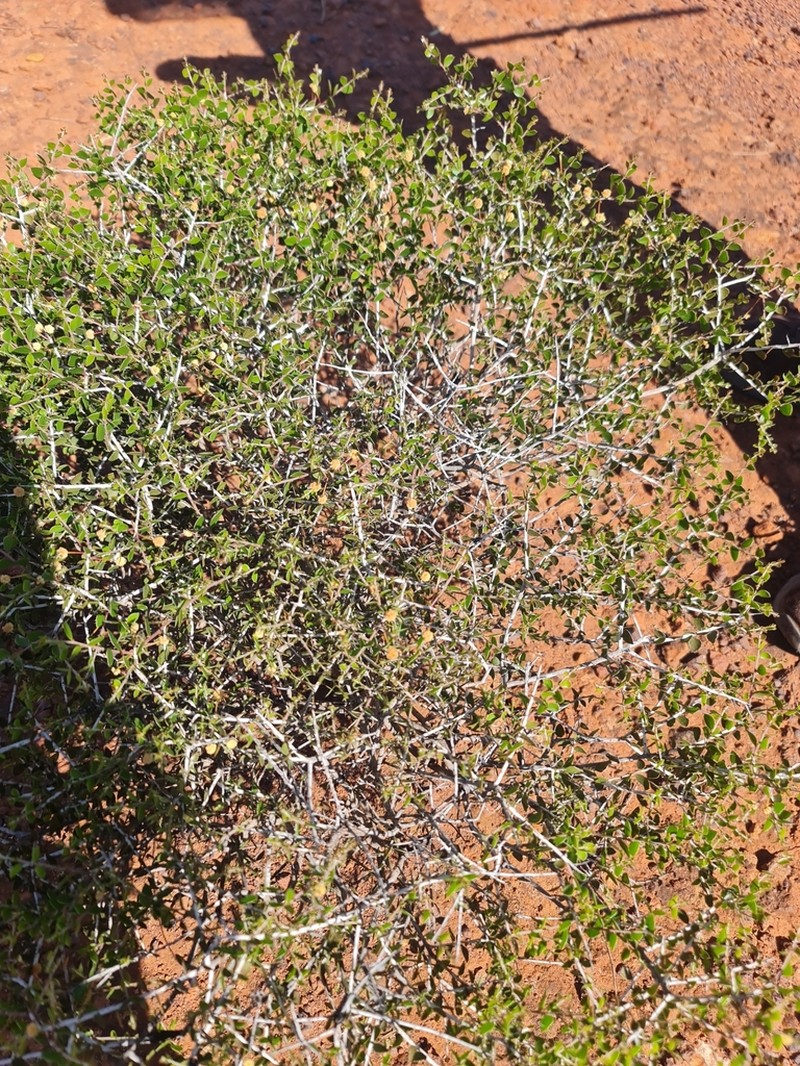 Acacia orbifolia photo 2