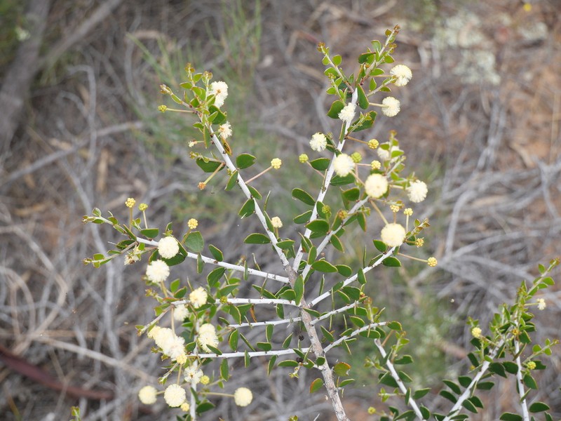 Acacia orbifolia photo 3