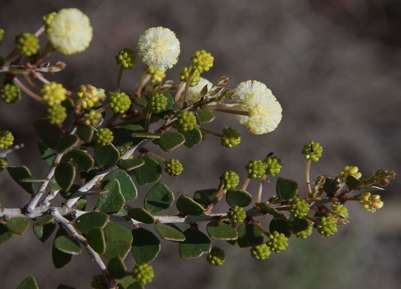 Acacia orbifolia photo 4