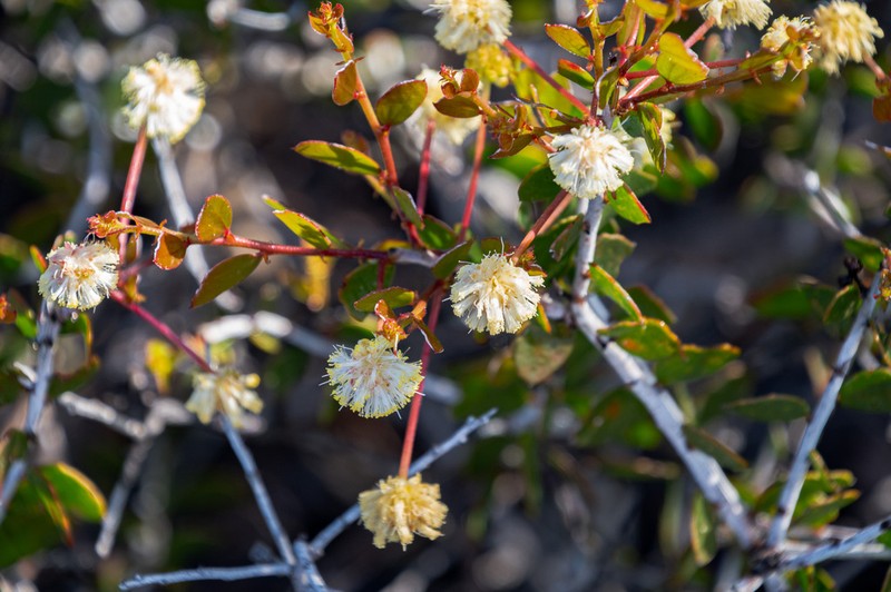 Acacia orbifolia photo 5