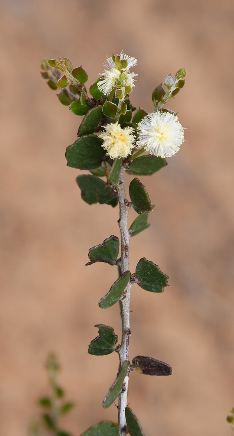 Acacia orbifolia photo 6