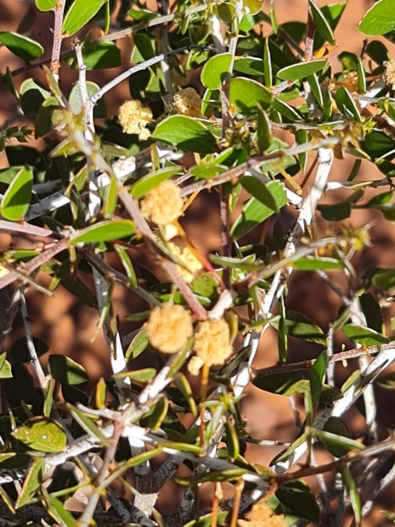 Acacia orbifolia photo 8