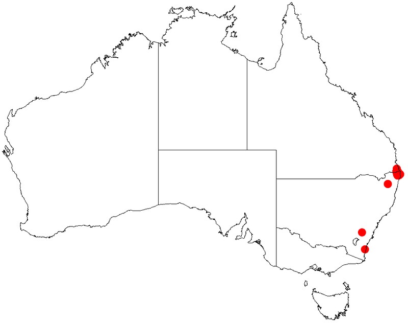 Acacia orites