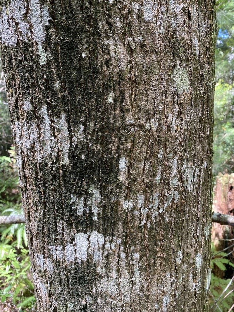 Acacia orites photo 2