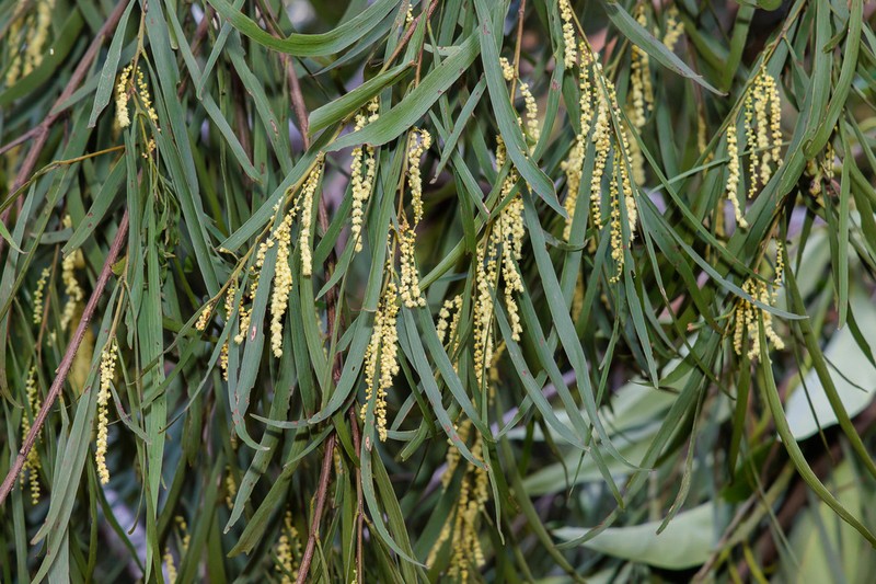 Acacia orites photo 3