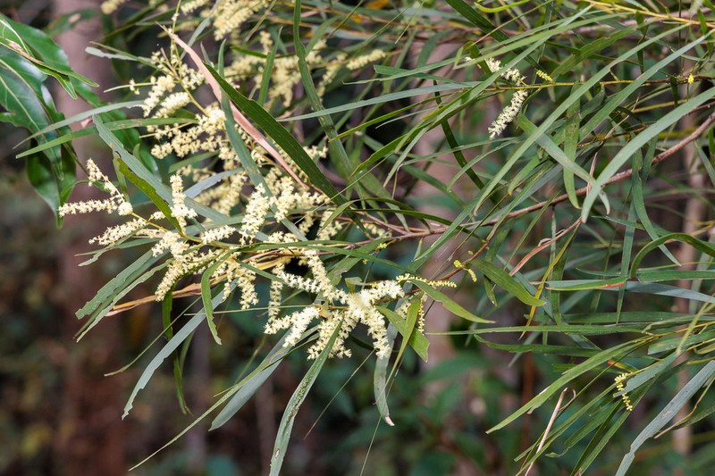 Acacia orites photo 4