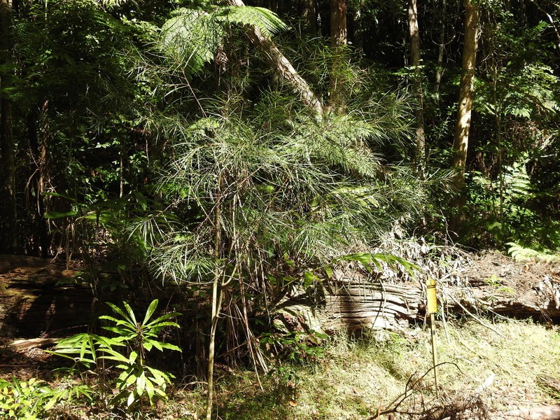 Acacia orites photo 5