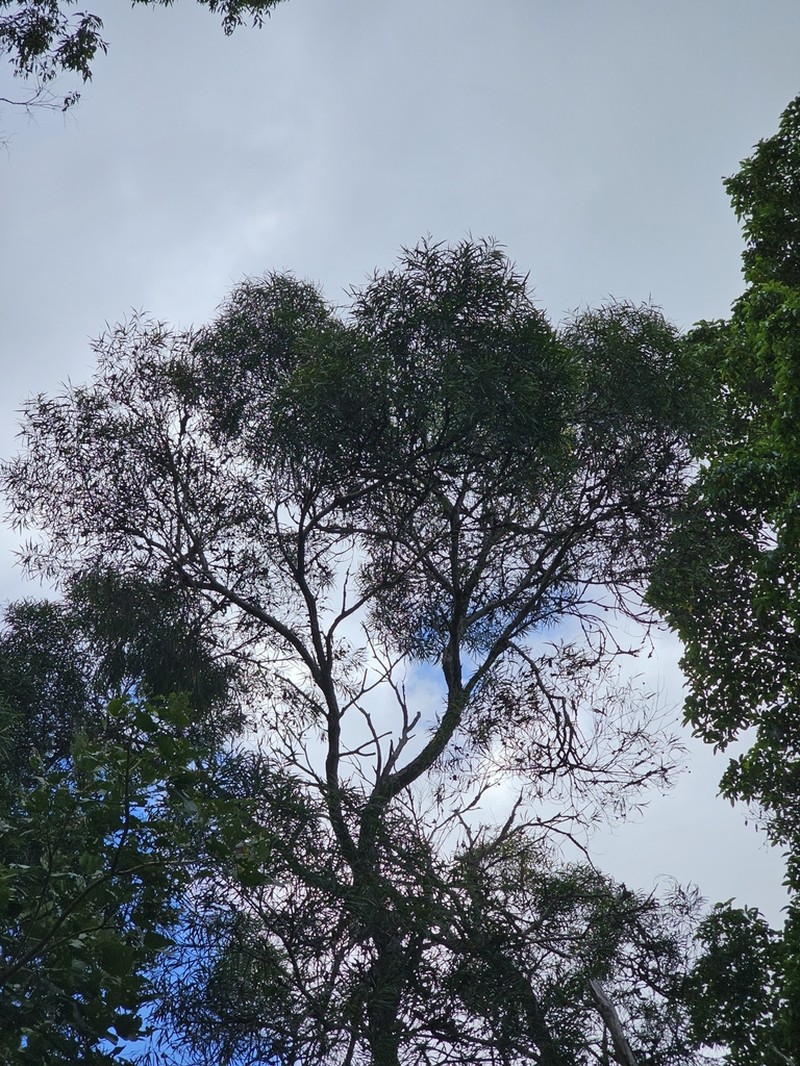 Acacia orites photo 6
