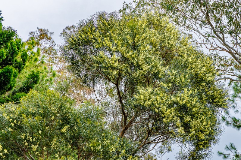 Acacia orites photo 7