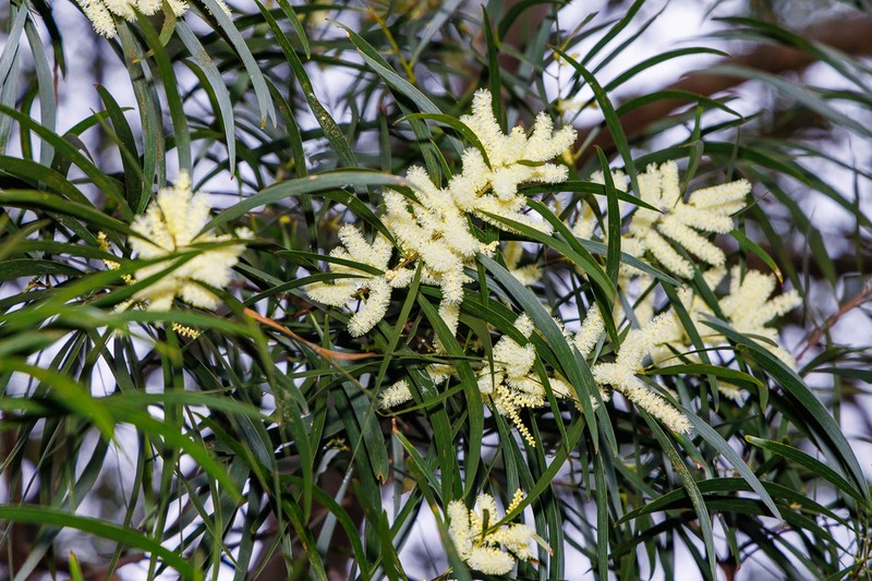 Acacia orites photo 8
