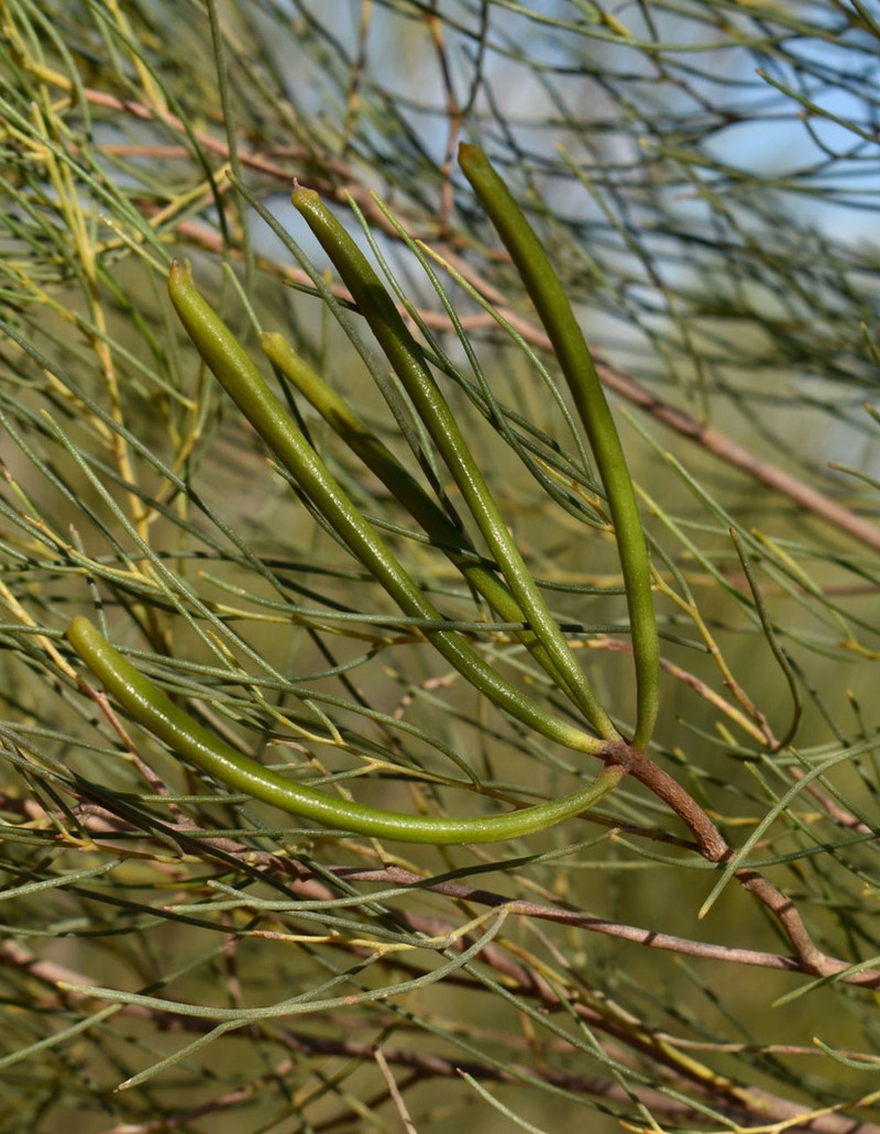 Acacia orthocarpa