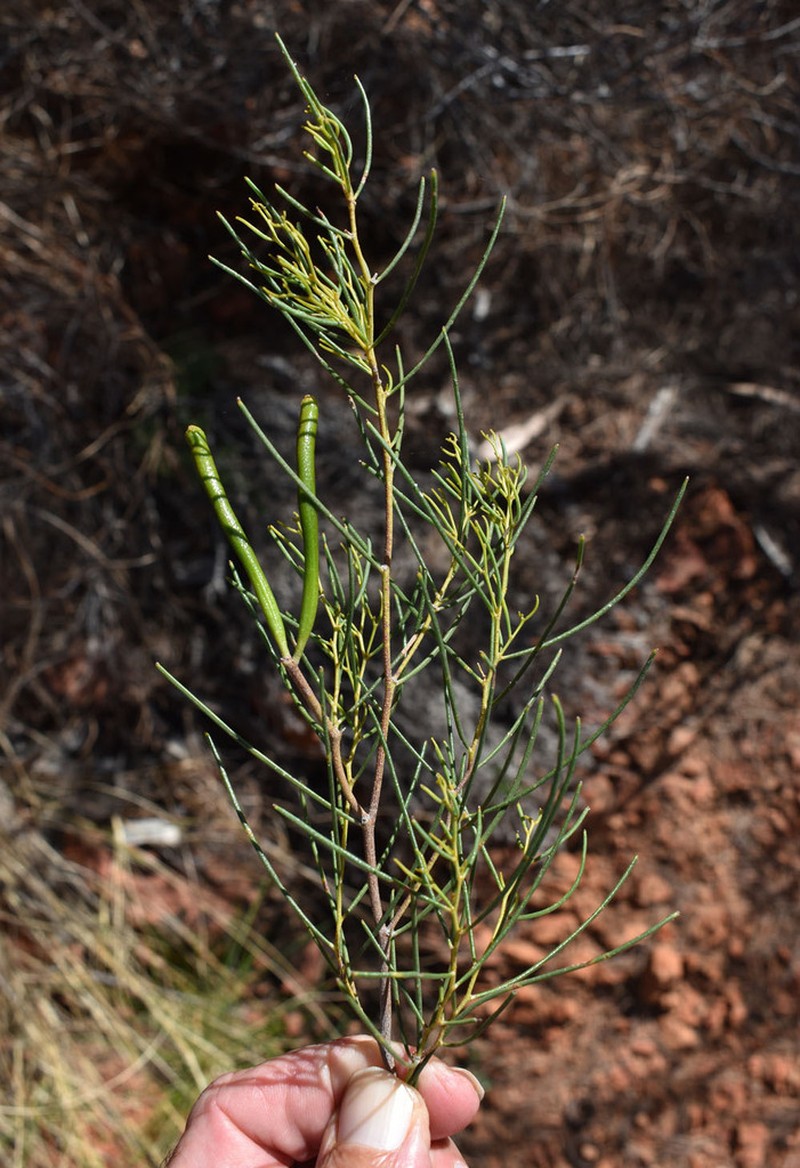 Acacia orthocarpa photo 2