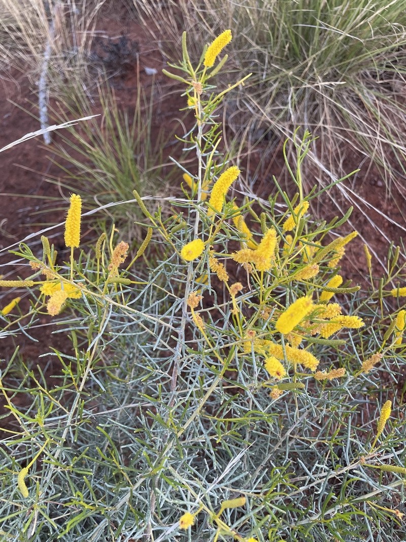 Acacia orthocarpa photo 3