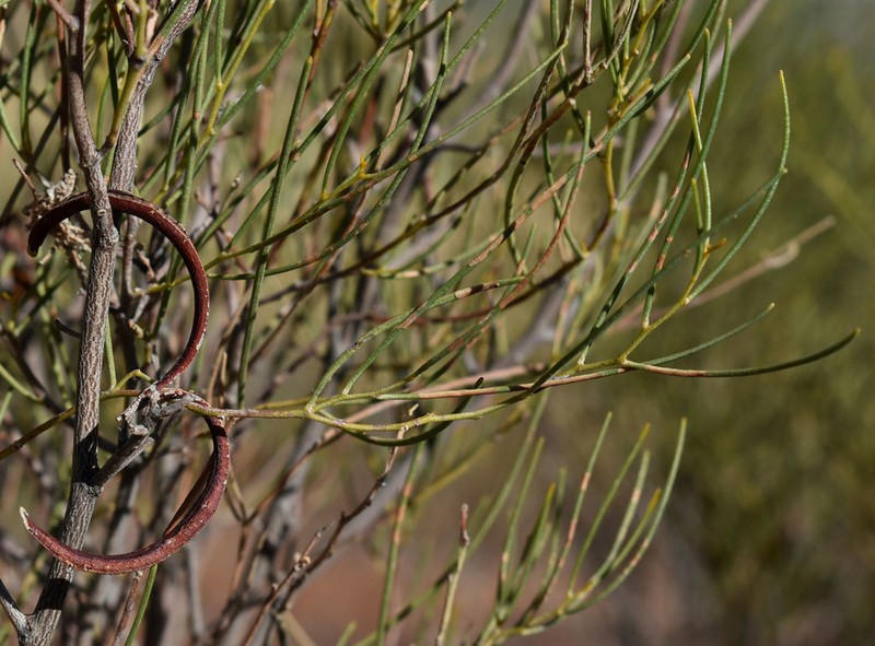 Acacia orthocarpa photo 4