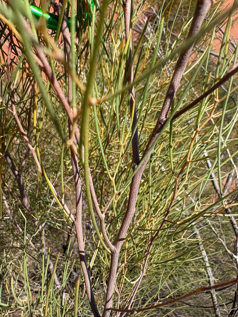 Acacia orthocarpa photo 5