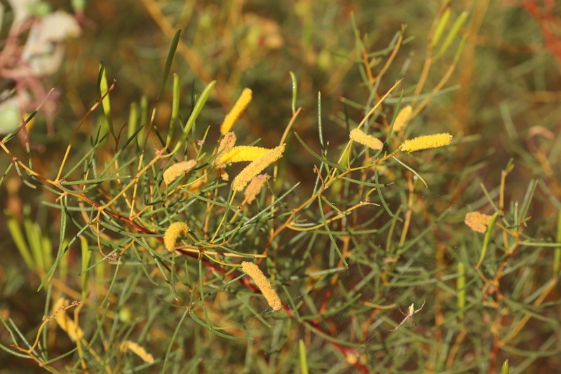 Acacia orthocarpa photo 6