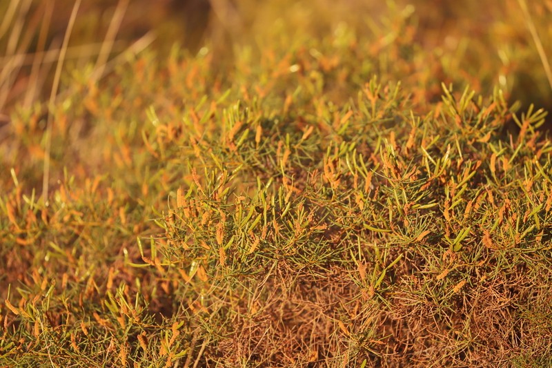 Acacia orthocarpa photo 7