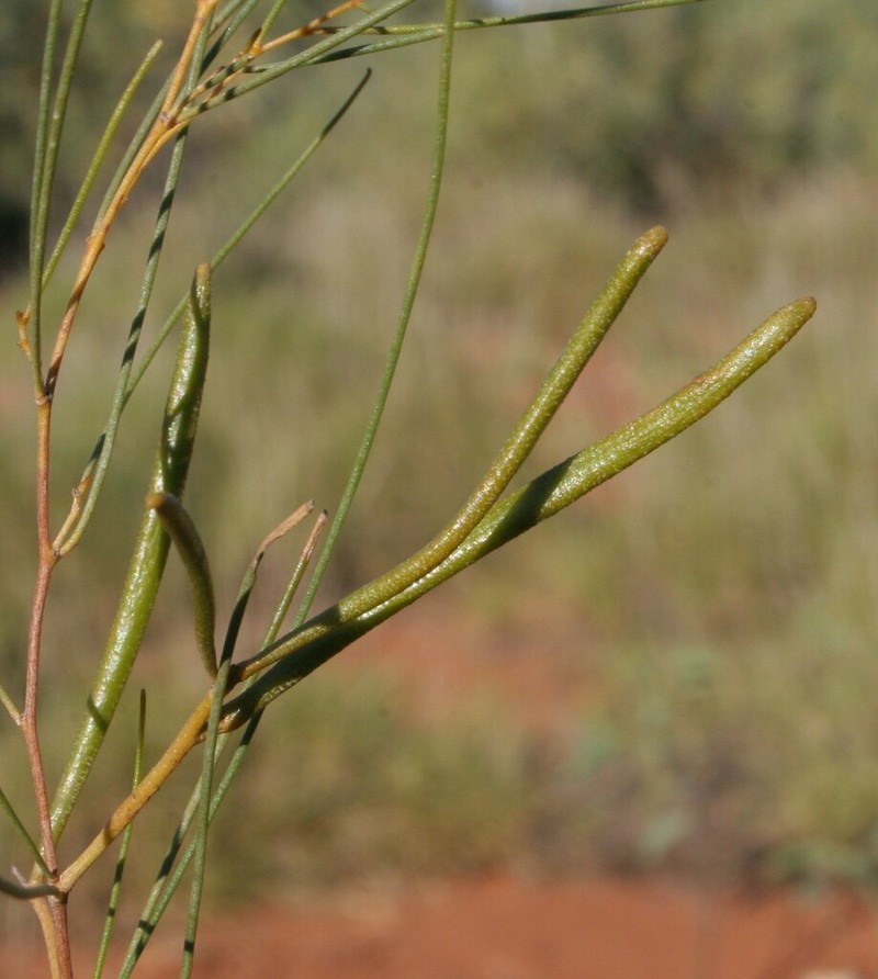 Acacia orthocarpa photo 8