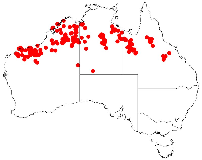 Acacia orthocarpa