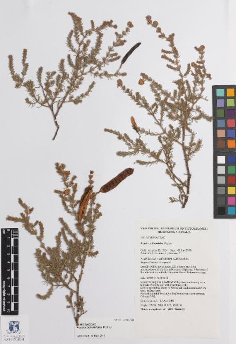Acacia orthotricha photo 3