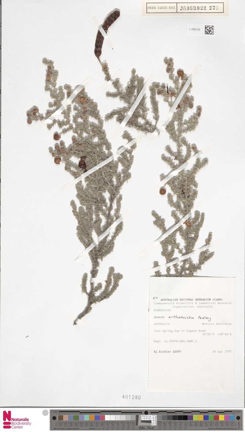 Acacia orthotricha photo 4