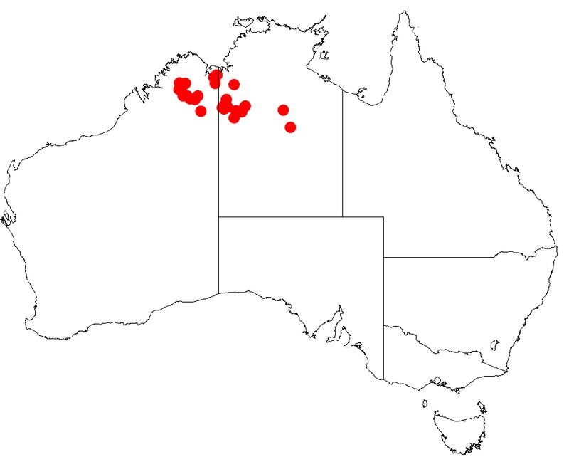 Acacia orthotricha