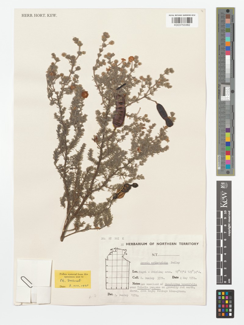 Acacia orthotricha photo 2