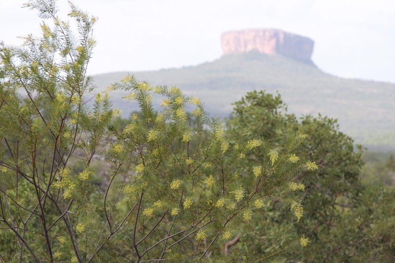 Acacia orthotropica