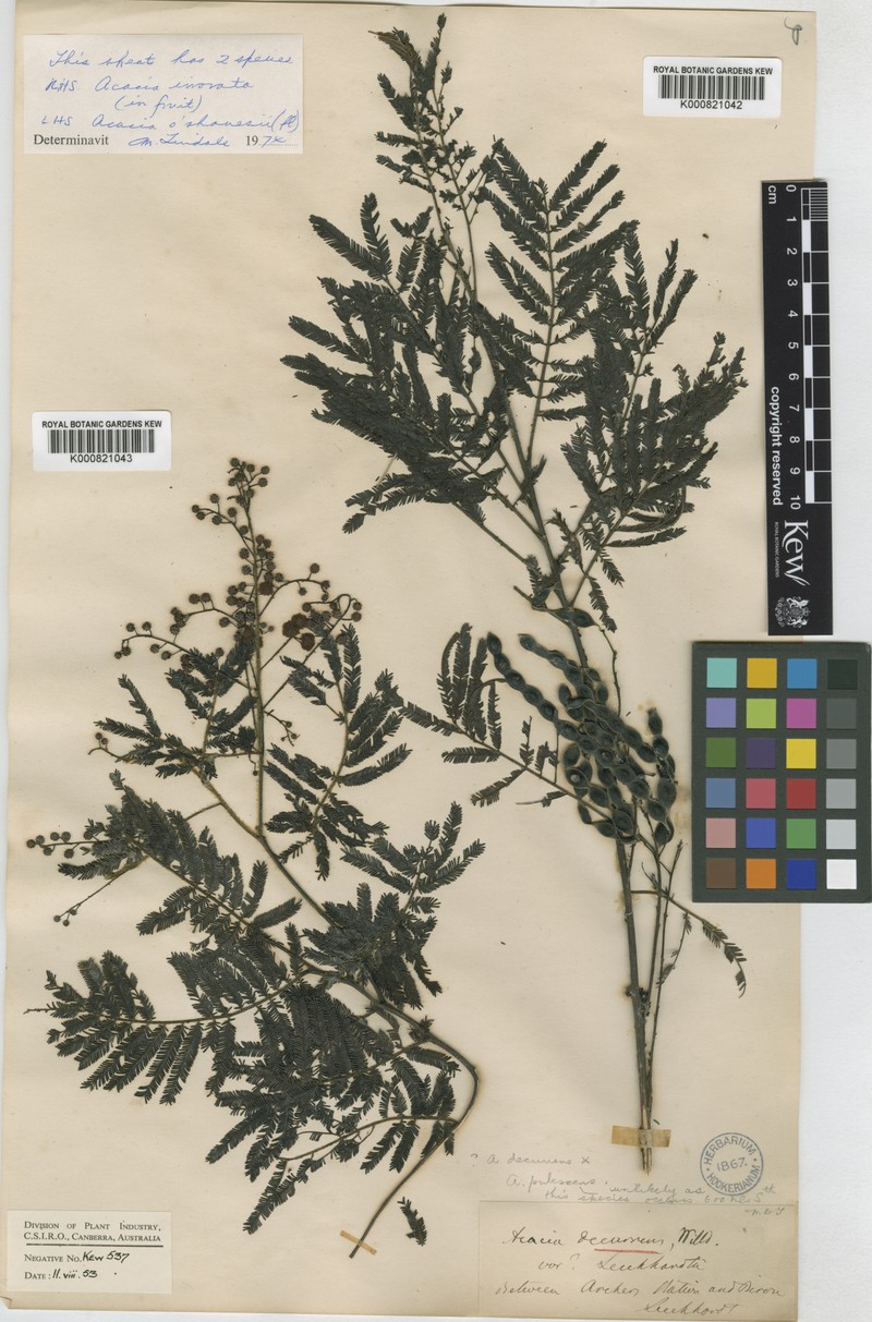 Acacia oshanesii