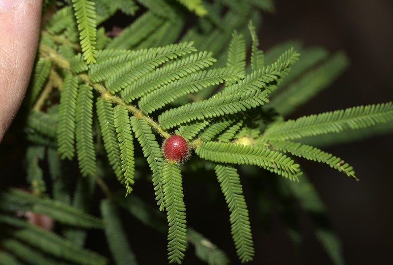 Acacia oshanesii photo 2