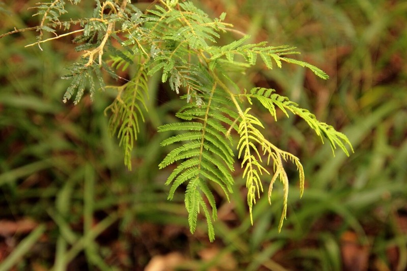 Acacia oshanesii photo 3