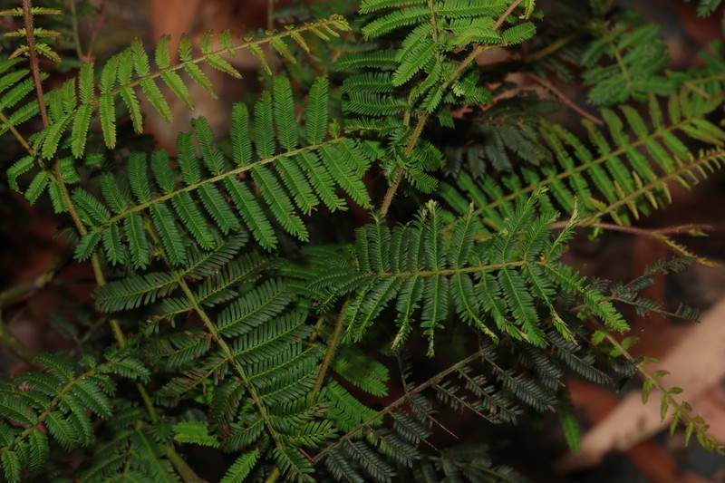 Acacia oshanesii photo 4