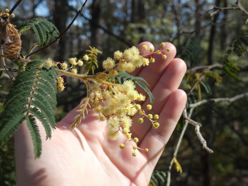 Acacia oshanesii photo 5