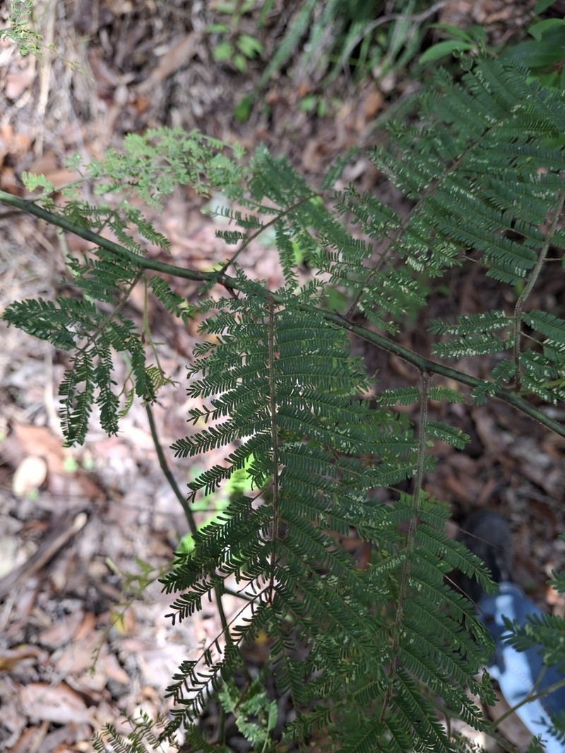 Acacia oshanesii photo 6