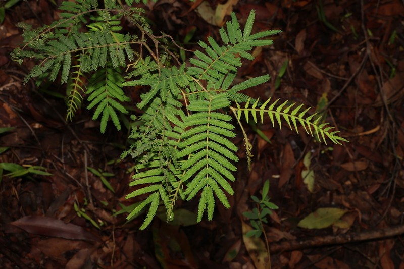 Acacia oshanesii photo 7
