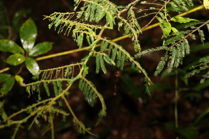 Acacia oshanesii photo 8