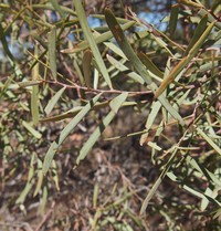 Umbrella Acacia