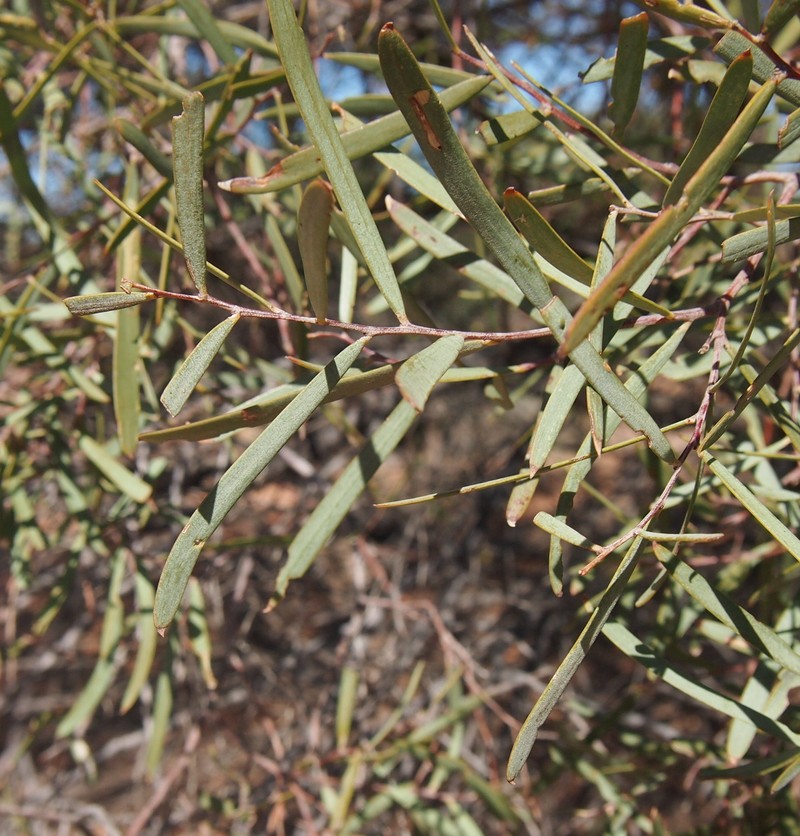 Umbrella Acacia