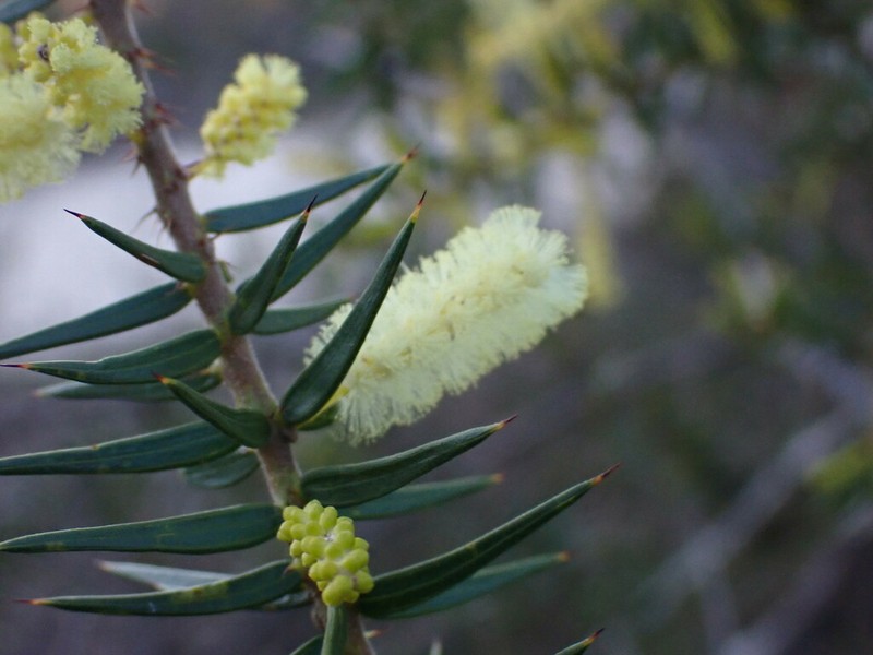 Acacia oycedrus photo 5