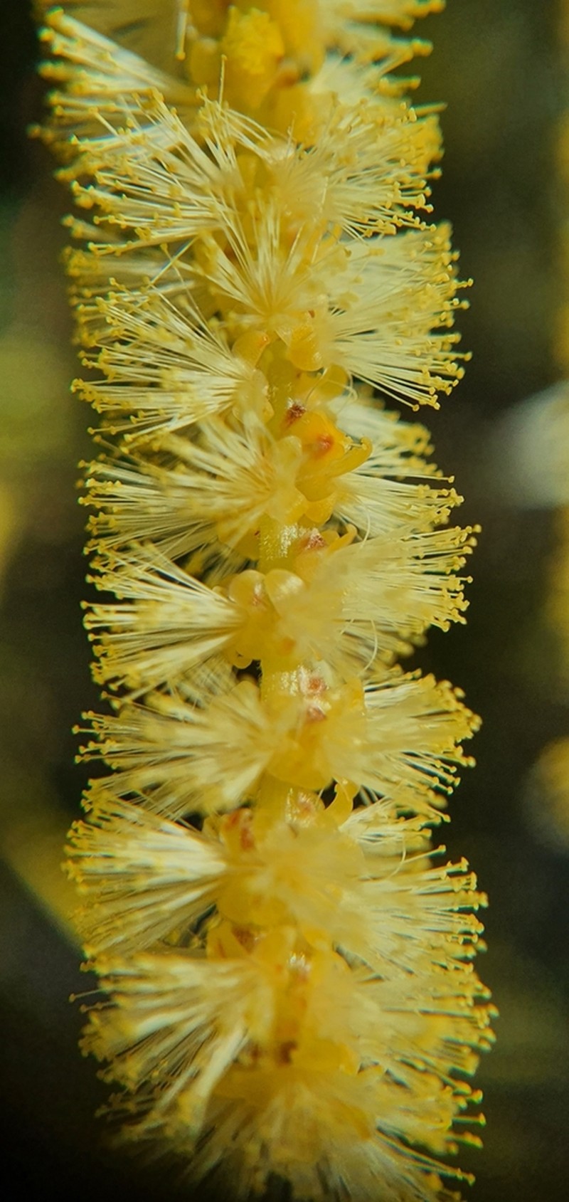 Acacia oycedrus photo 6
