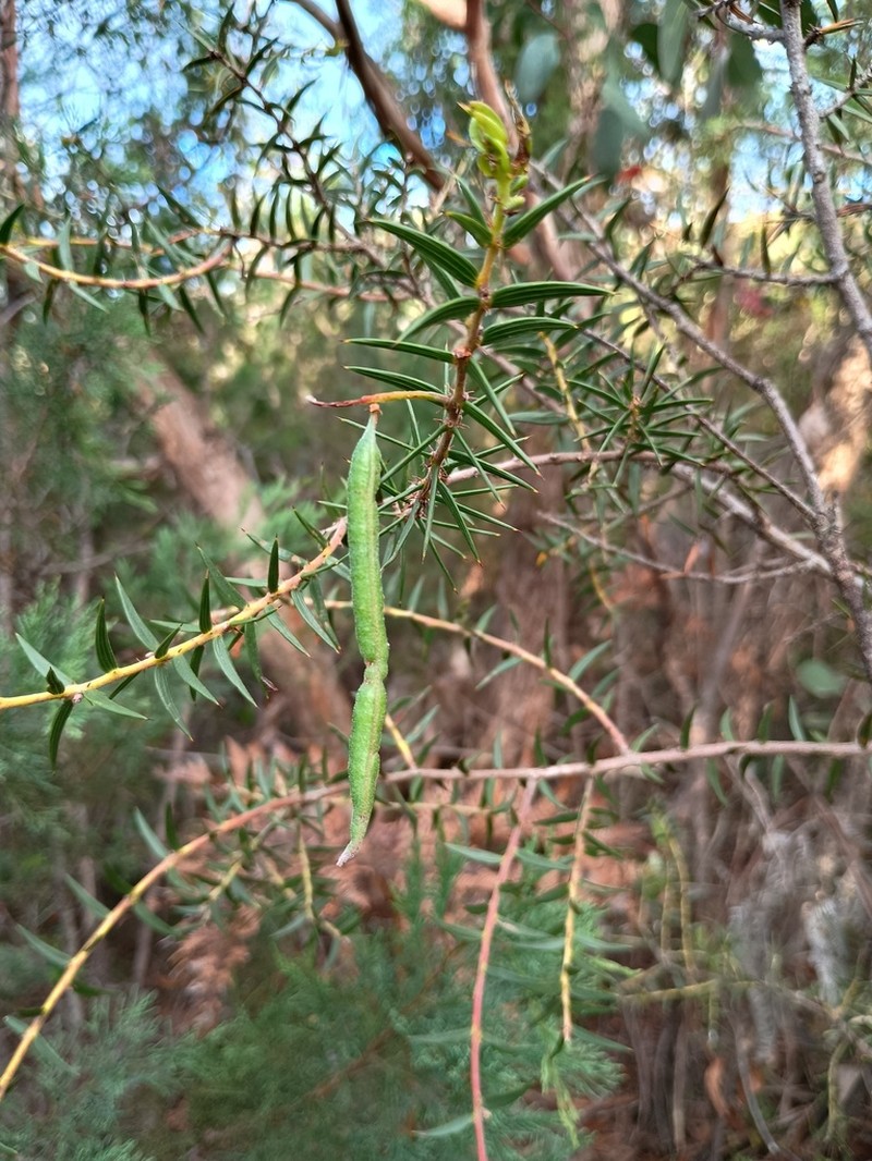 Acacia oycedrus photo 7
