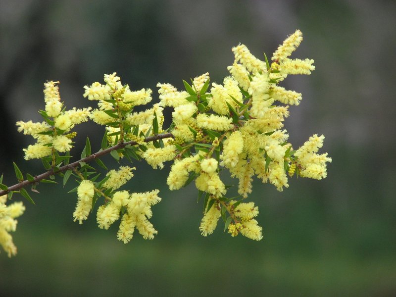 Acacia oycedrus