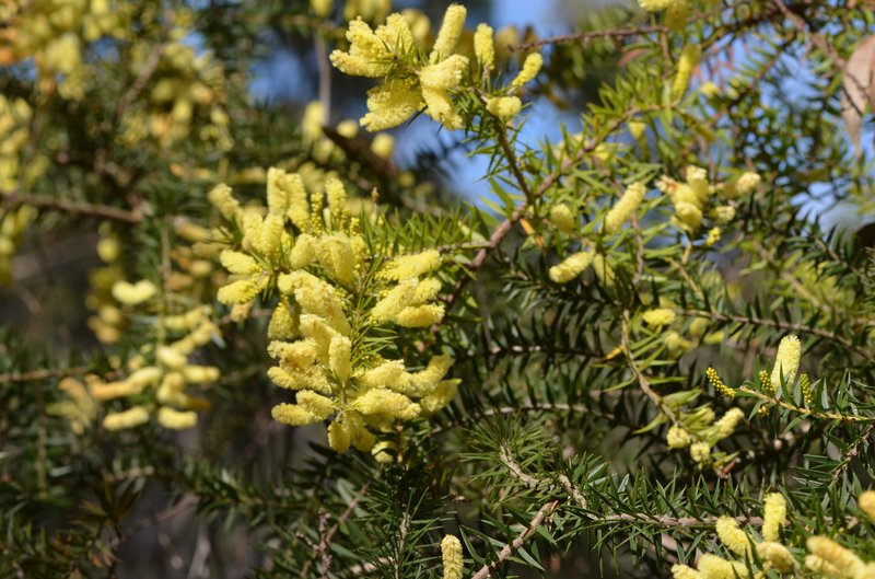Acacia oycedrus photo 2