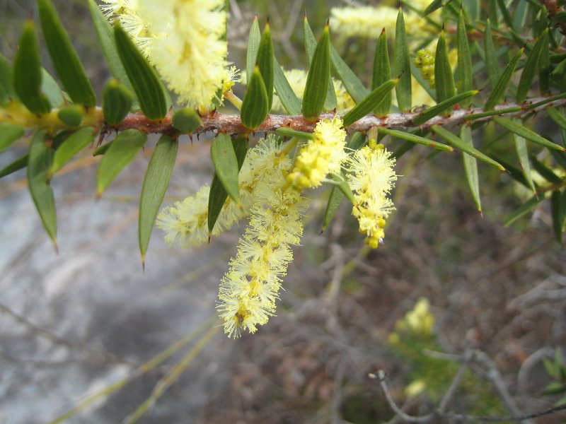 Acacia oycedrus photo 3