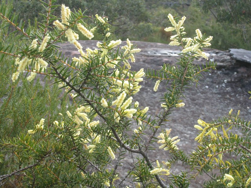 Acacia oycedrus photo 4
