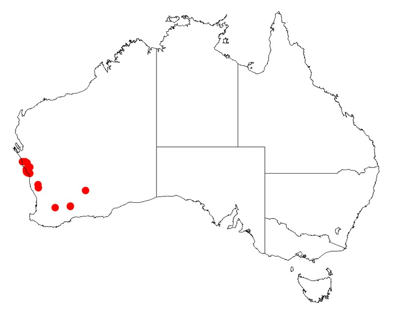 Acacia oxyclada