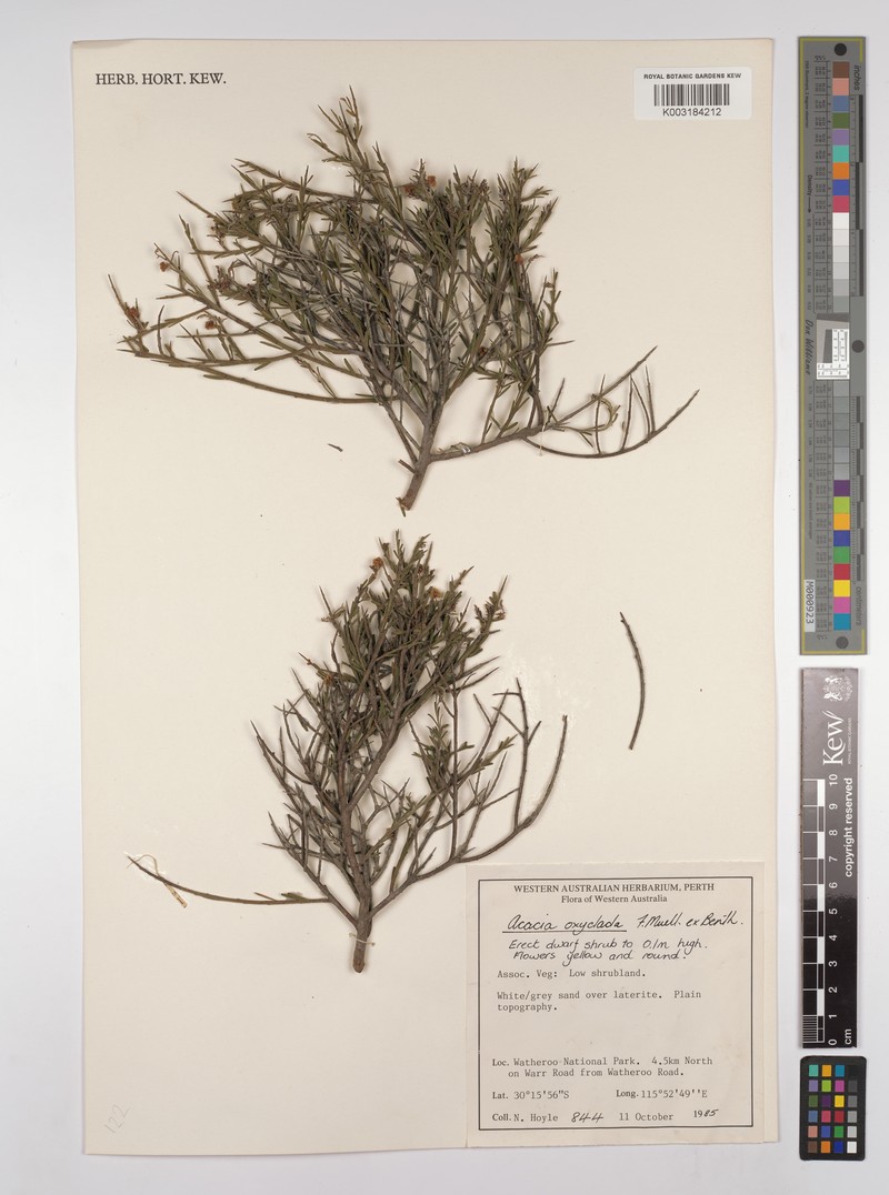 Acacia oxyclada photo 2