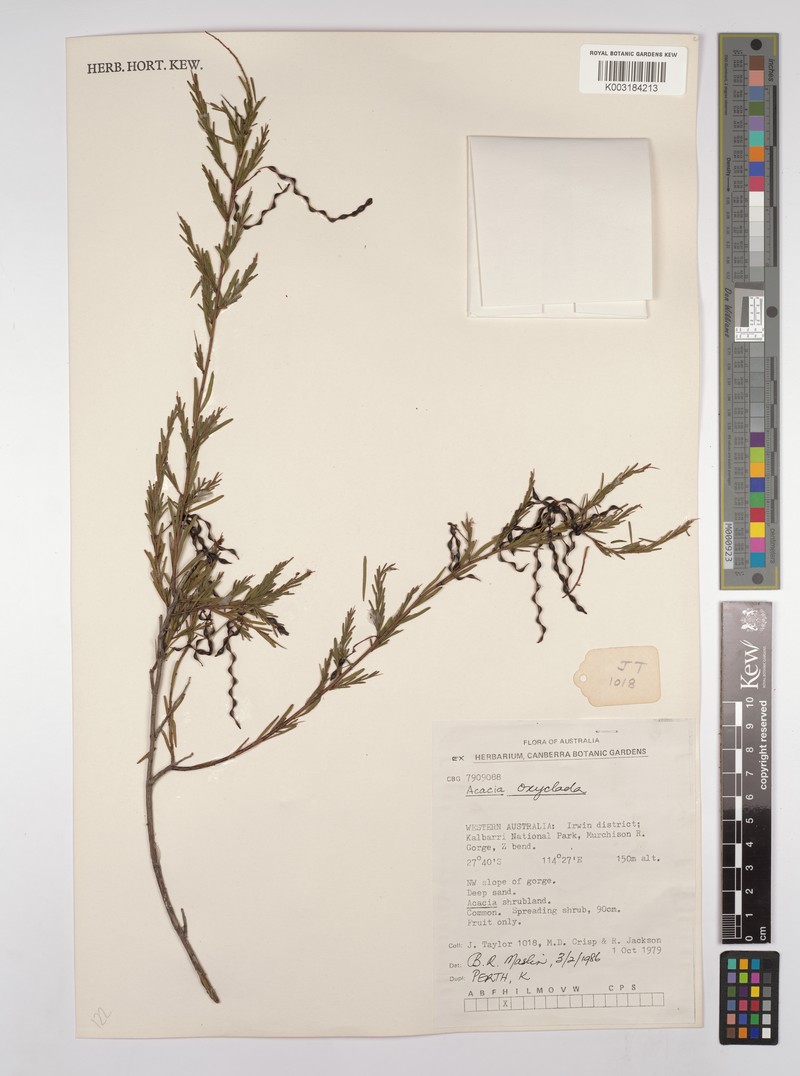 Acacia oxyclada photo 3